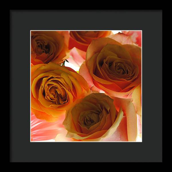 Pastel Pink and Orange Roses on White - Framed Print