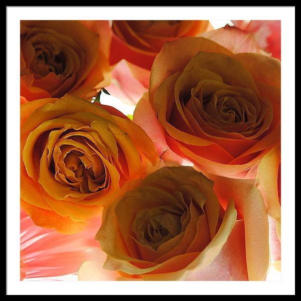 Pastel Pink and Orange Roses on White - Framed Print