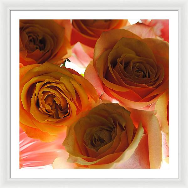 Pastel Pink and Orange Roses on White - Framed Print