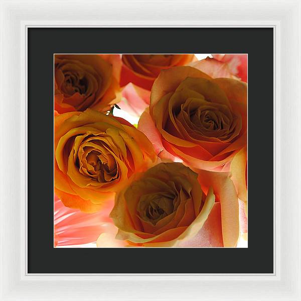 Pastel Pink and Orange Roses on White - Framed Print