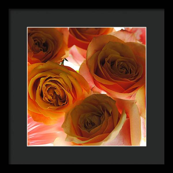 Pastel Pink and Orange Roses on White - Framed Print