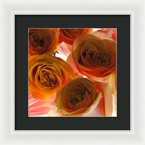Pastel Pink and Orange Roses on White - Framed Print
