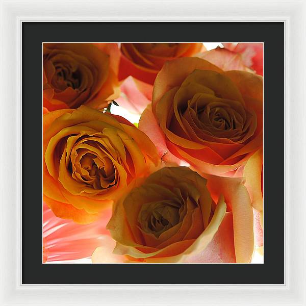 Pastel Pink and Orange Roses on White - Framed Print