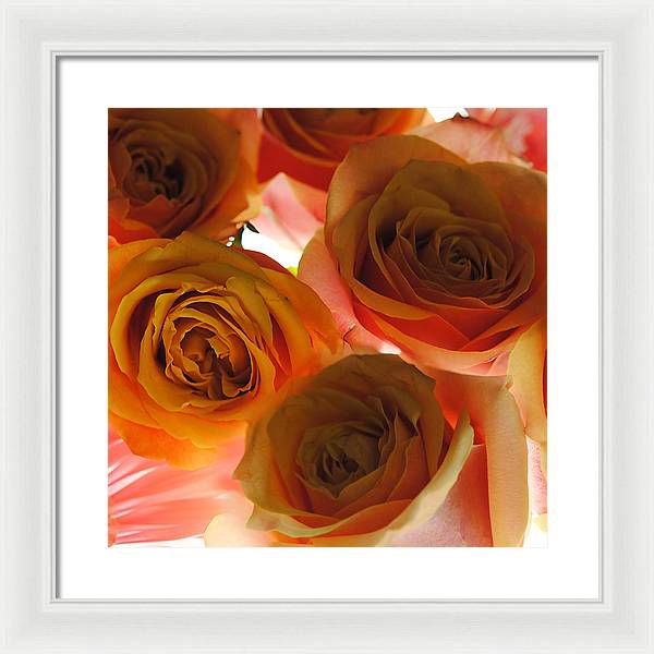 Pastel Pink and Orange Roses on White - Framed Print