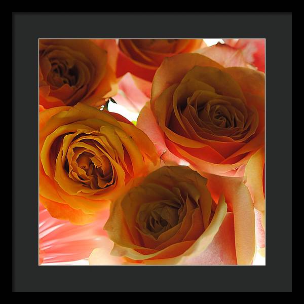 Pastel Pink and Orange Roses on White - Framed Print