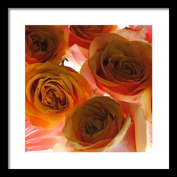 Pastel Pink and Orange Roses on White - Framed Print