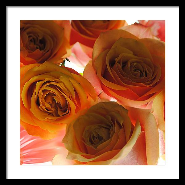 Pastel Pink and Orange Roses on White - Framed Print