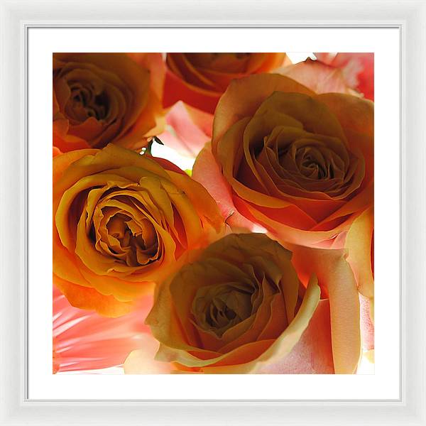 Pastel Pink and Orange Roses on White - Framed Print