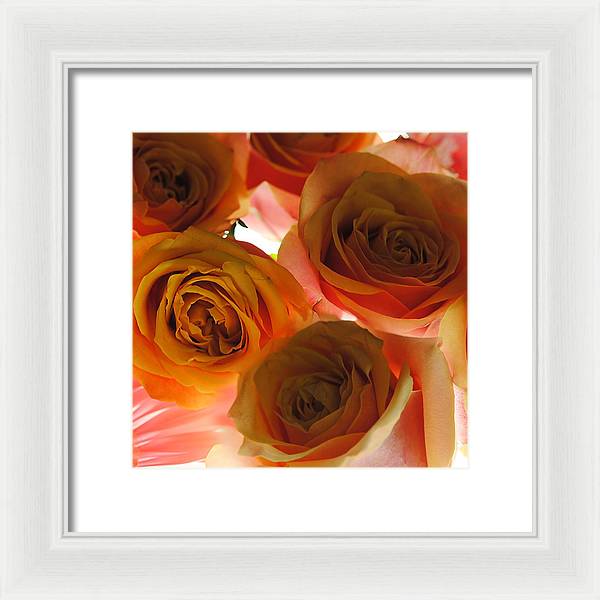 Pastel Pink and Orange Roses on White - Framed Print
