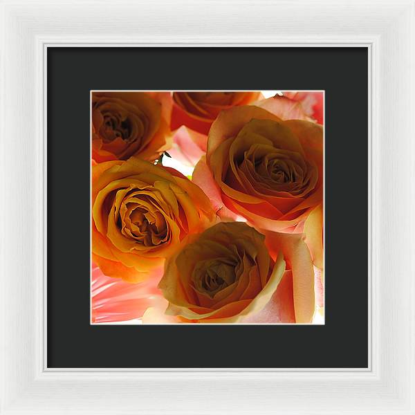 Pastel Pink and Orange Roses on White - Framed Print