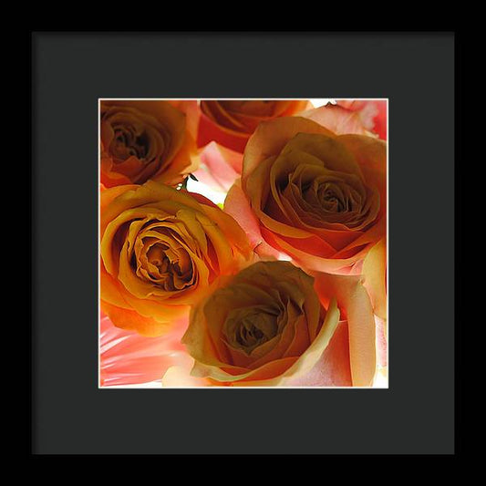 Pastel Pink and Orange Roses on White - Framed Print