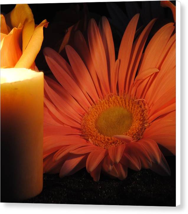 Pastel Pink Daisy With Candle - Canvas Print