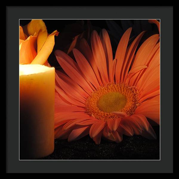 Pastel Pink Daisy With Candle - Framed Print