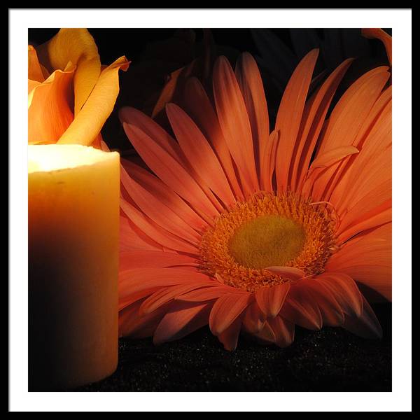 Pastel Pink Daisy With Candle - Framed Print