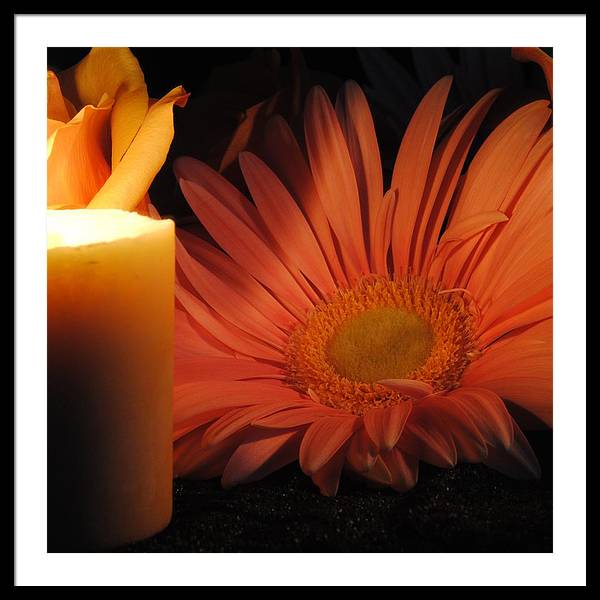 Pastel Pink Daisy With Candle - Framed Print