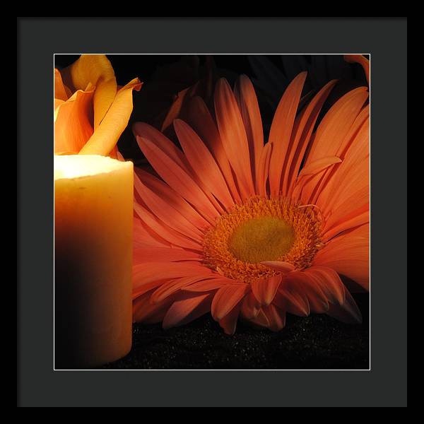 Pastel Pink Daisy With Candle - Framed Print