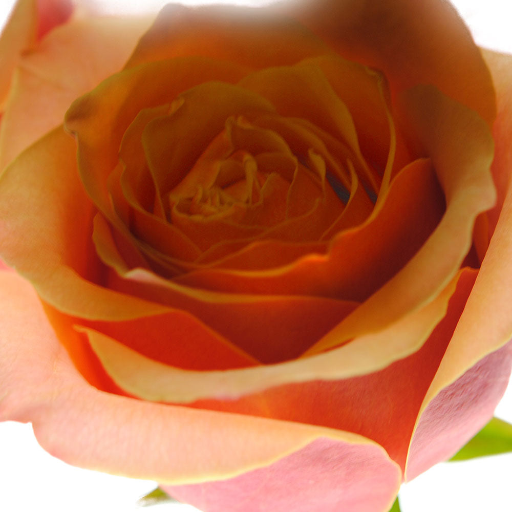 Pastel Pink and Orange Rose Close Up Digital Image Download
