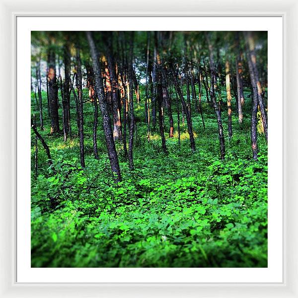 Patchy Sunlight in The Woods - Framed Print