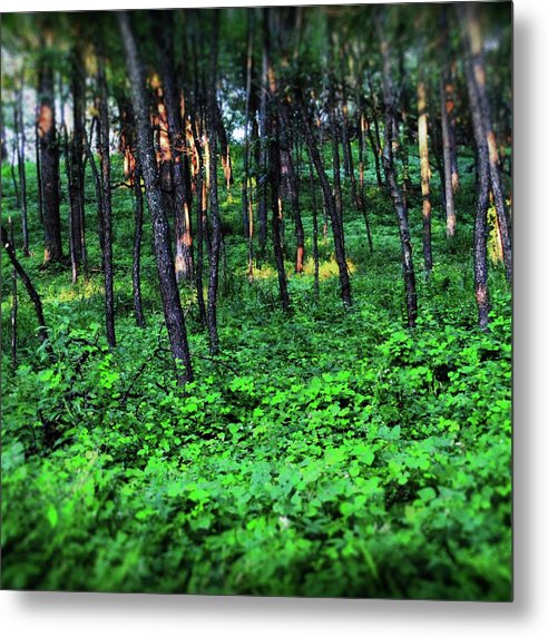 Patchy Sunlight in The Woods - Metal Print