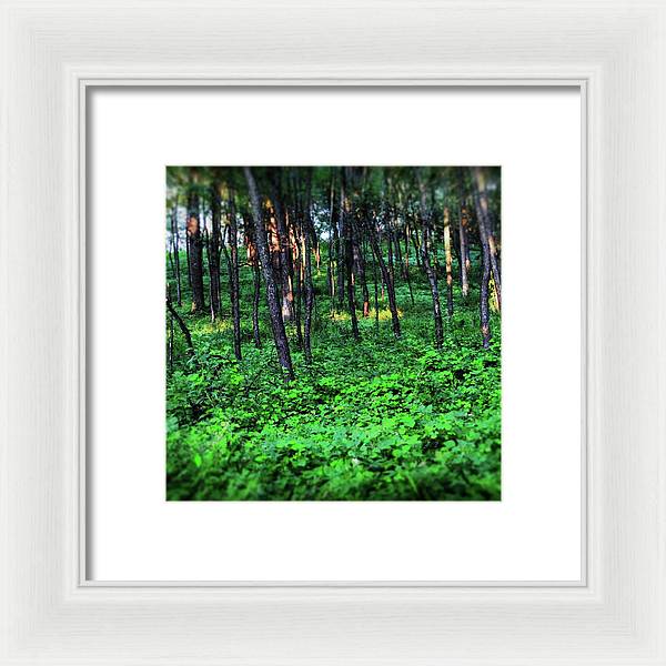 Patchy Sunlight in The Woods - Framed Print