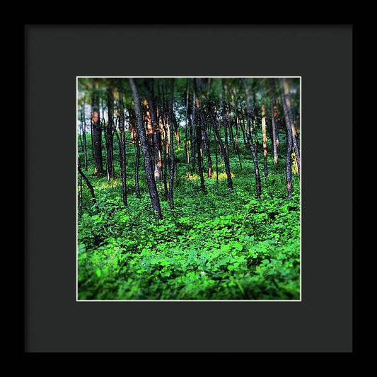 Patchy Sunlight in The Woods - Framed Print
