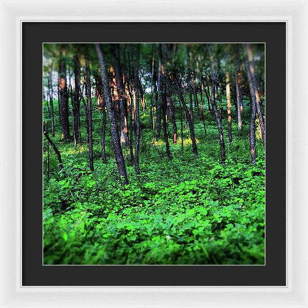 Patchy Sunlight in The Woods - Framed Print