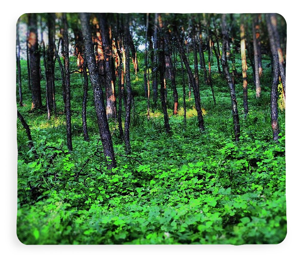 Patchy Sunlight in The Woods - Blanket