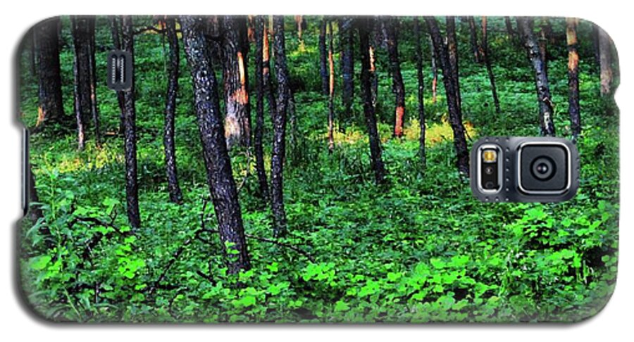 Patchy Sunlight in The Woods - Phone Case