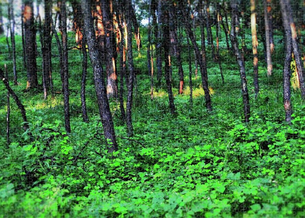 Patchy Sunlight in The Woods - Puzzle