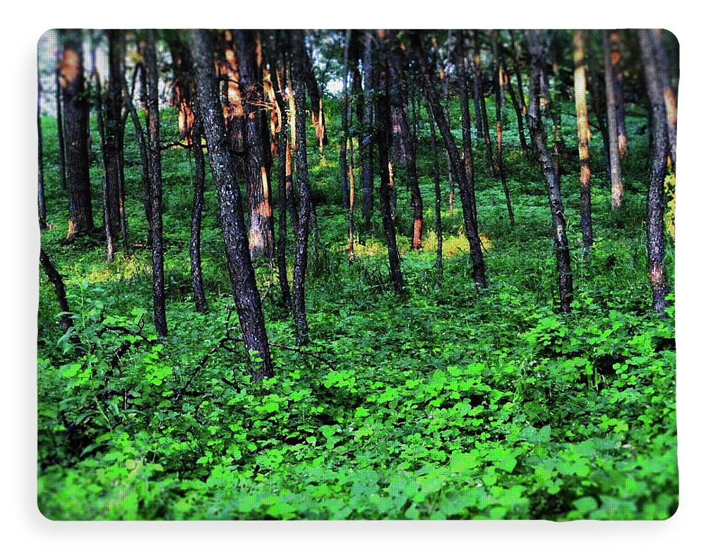 Patchy Sunlight in The Woods - Blanket