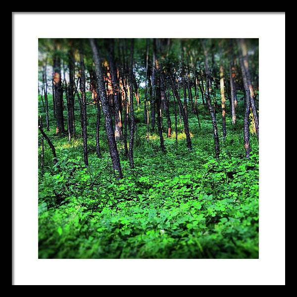 Patchy Sunlight in The Woods - Framed Print