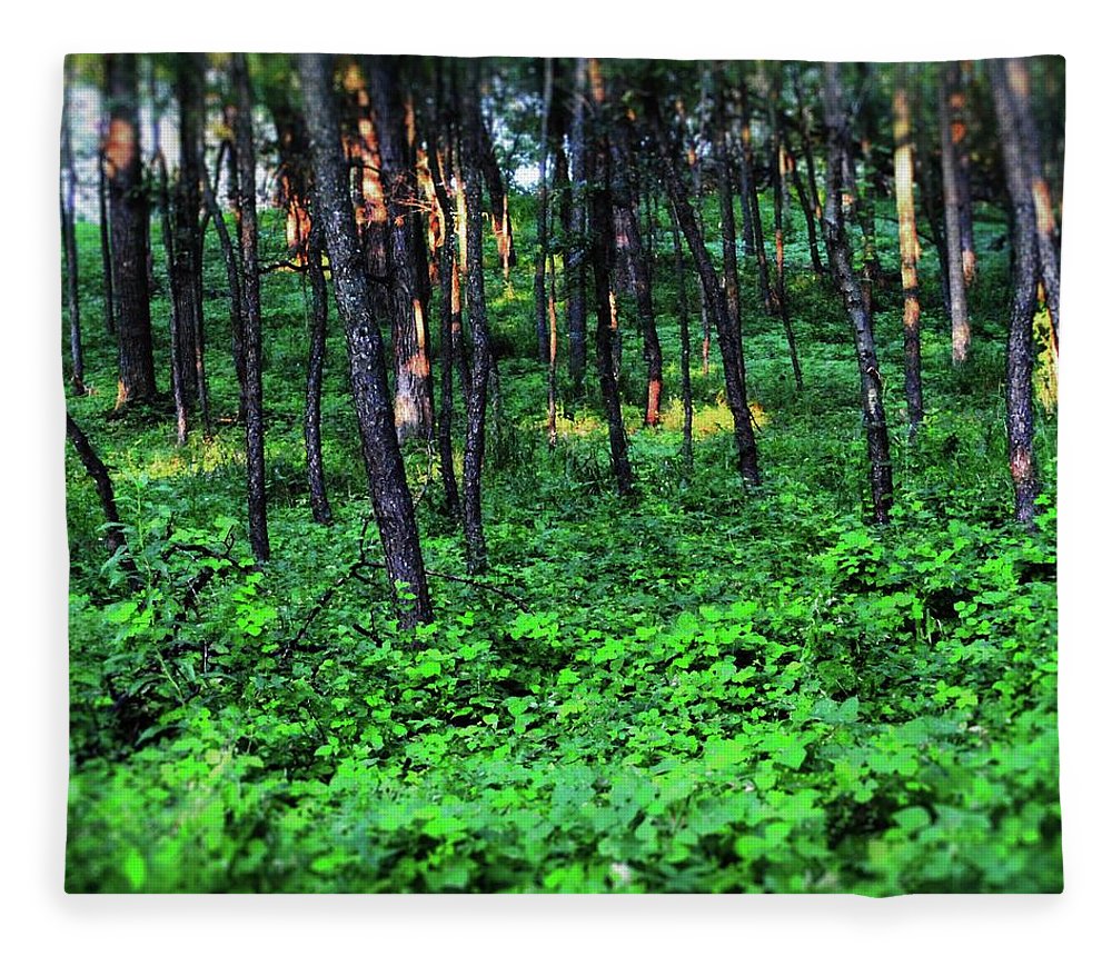 Patchy Sunlight in The Woods - Blanket