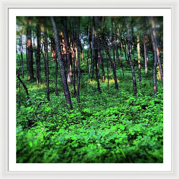 Patchy Sunlight in The Woods - Framed Print