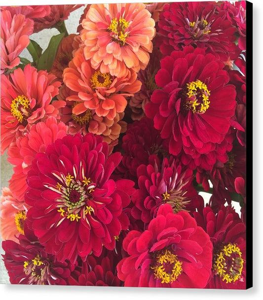 Peach and Pink Zinnias - Canvas Print