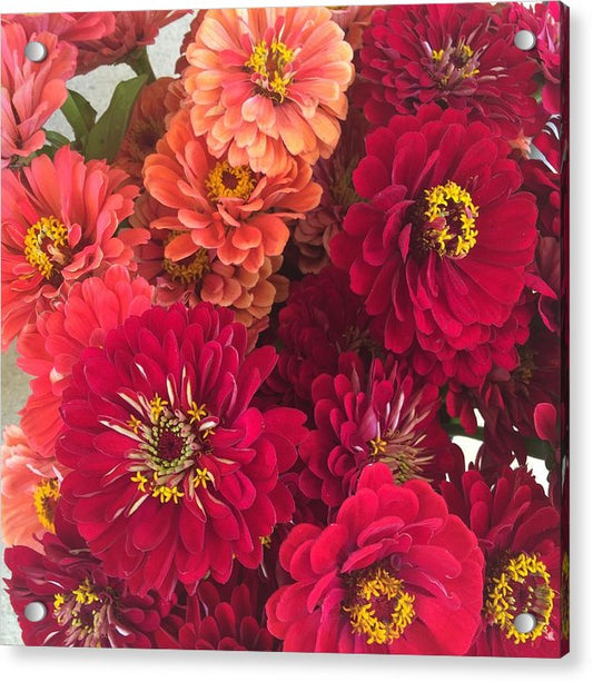 Peach and Pink Zinnias - Acrylic Print