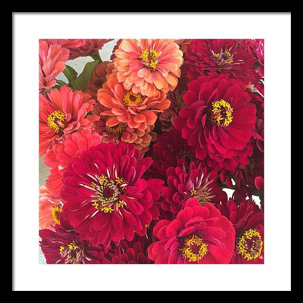 Peach and Pink Zinnias - Framed Print