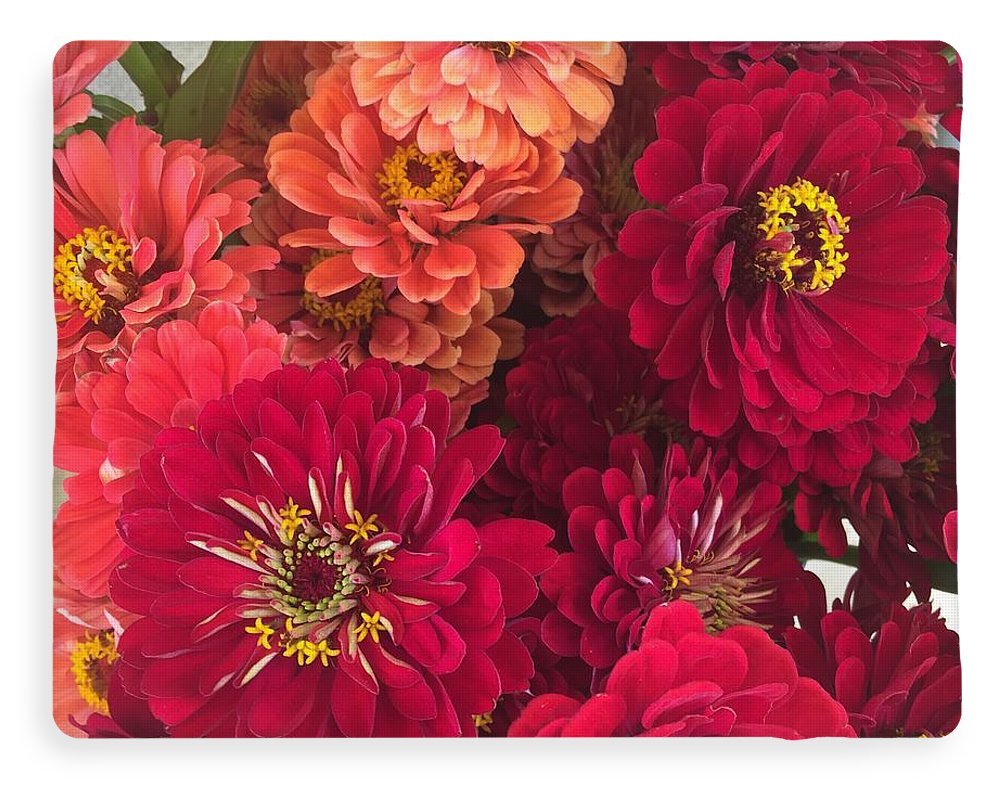 Peach and Pink Zinnias - Blanket