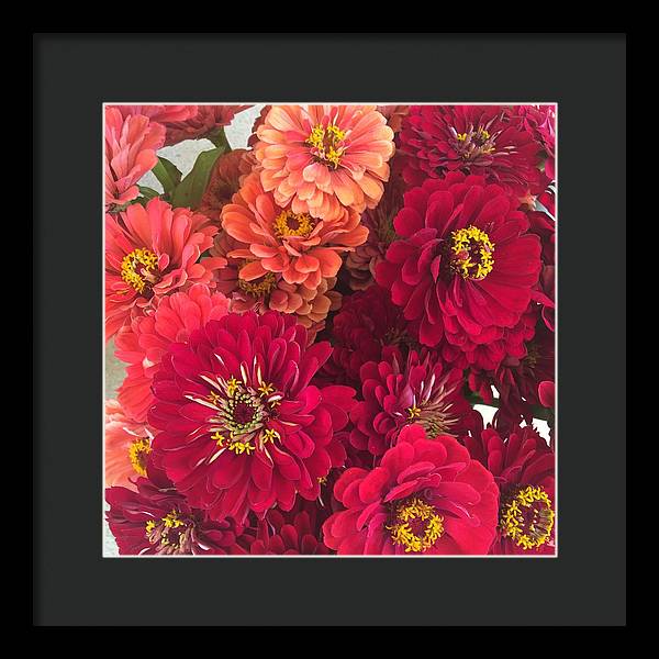 Peach and Pink Zinnias - Framed Print
