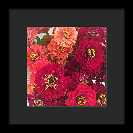 Peach and Pink Zinnias - Framed Print