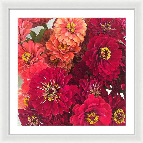 Peach and Pink Zinnias - Framed Print