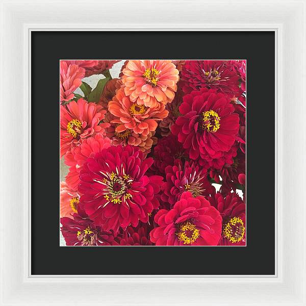Peach and Pink Zinnias - Framed Print