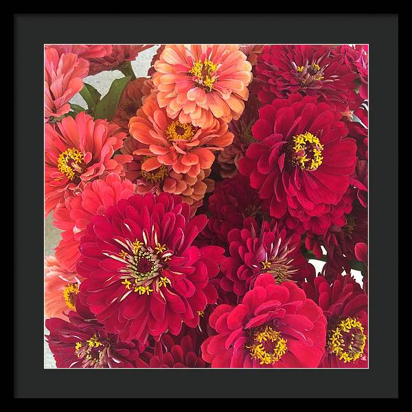 Peach and Pink Zinnias - Framed Print
