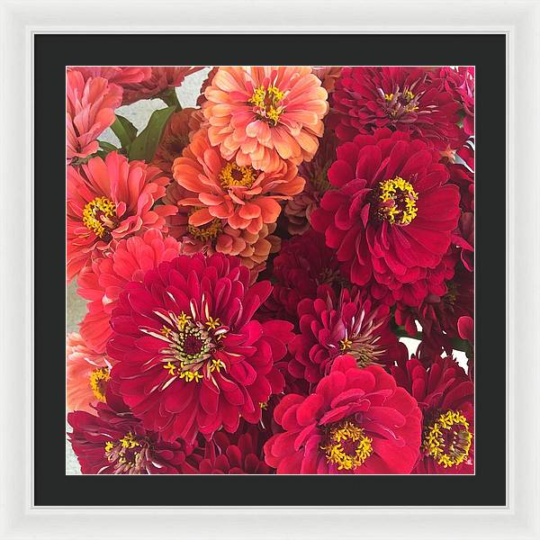 Peach and Pink Zinnias - Framed Print