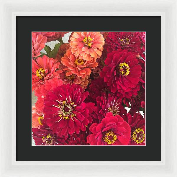 Peach and Pink Zinnias - Framed Print