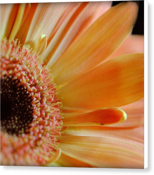 Peach Daisy Sideview - Canvas Print
