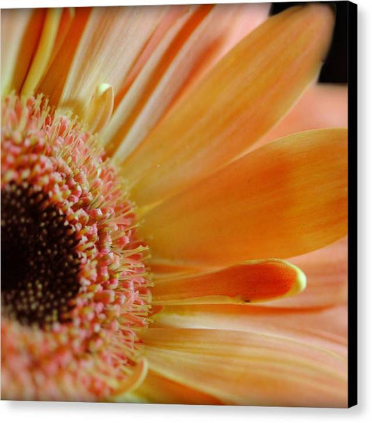 Peach Daisy Sideview - Canvas Print