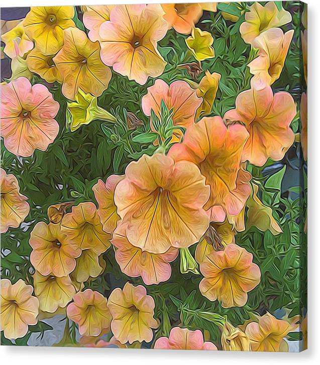 Peach Petunias - Canvas Print