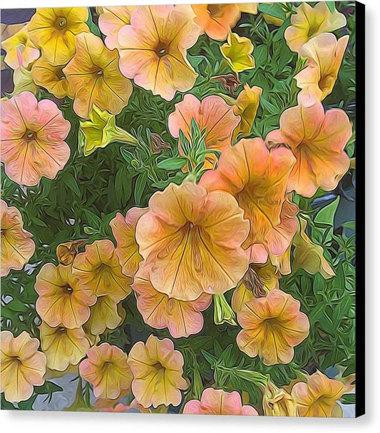 Peach Petunias - Canvas Print