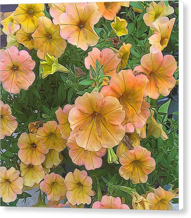 Peach Petunias - Canvas Print