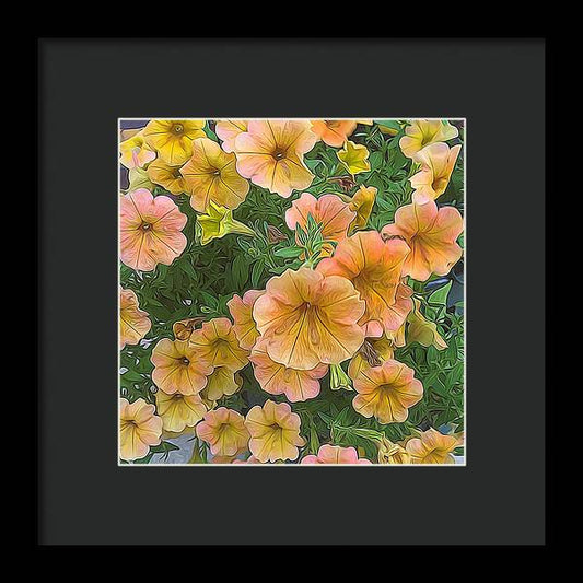 Peach Petunias - Framed Print